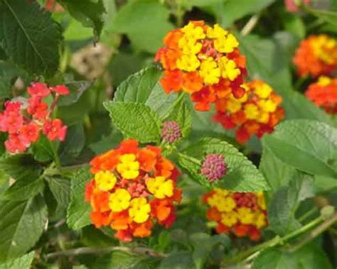 Cotton Lantana camera - Agrostar