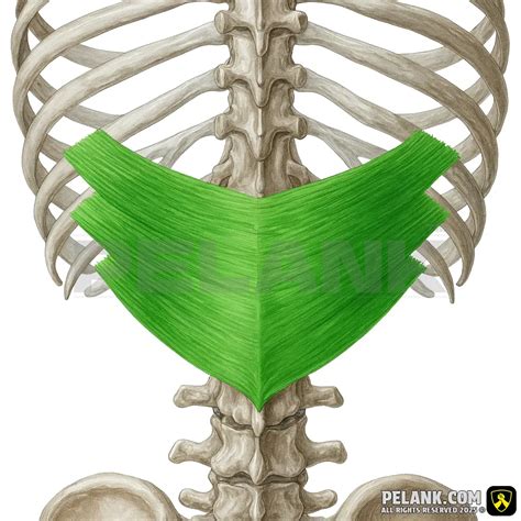 Back Muscles | Comprehensive Review Of 7 Back Muscles With Images | Pelank Muscle