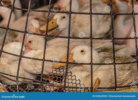Ducks are Put Together in Cages for Sale in Klong Toey Market, Bangkok ...