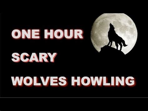 Image result for Wolves Howling Sounds