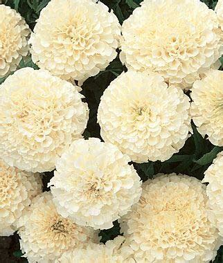 Buy French Marigold Yellow & White Tagetes Patula Nana - Biocarv seeds ...