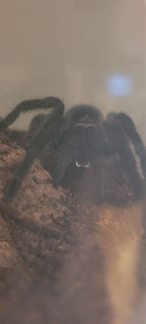 Can tarantulas drink their own venom ? : r/tarantulas