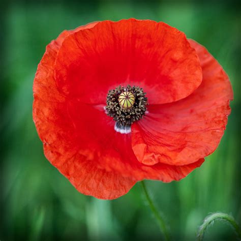 Poppy Seeds From Flowers at Cornelia Priest blog
