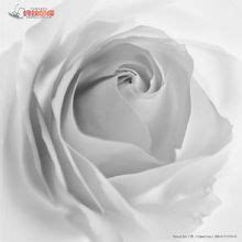 白玫瑰（蔷薇目蔷薇科植物）_百度百科