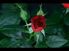 fiori di te un fiore per te fiori di te un fiore per te
