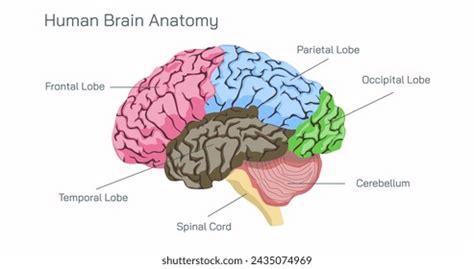 Prefrontal Cortex 的图像结果
