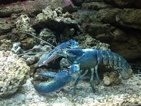 Blue Lobsters Pregnant