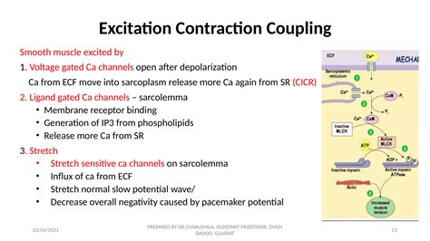 Smooth muscle structure, Smooth muscle potential ,Excitation ...