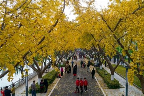 2021清明节扬州何园有哪些活动-何园景点推荐_旅泊网
