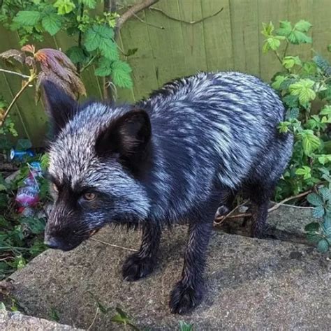 Silver Fox Animal