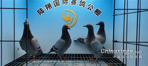 河北陆翔国际赛鸽公棚图片查看-中国信鸽信息网各地公棚