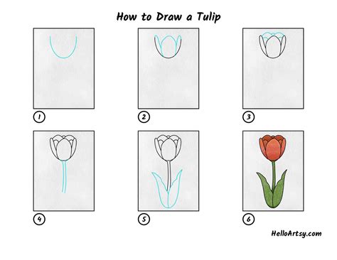 Tulip Flower Drawing Easy Step By | Best Flower Site