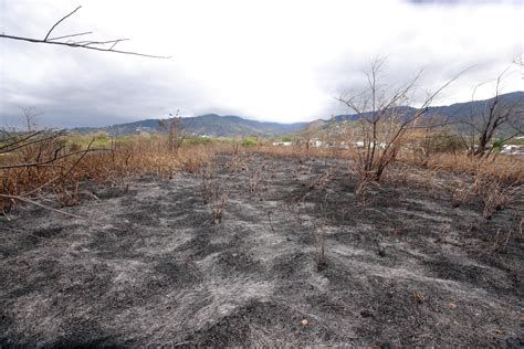 FOTOS: Así quedó el área quemada del Parque Lorne Ross, en Santa Ana | La Nación