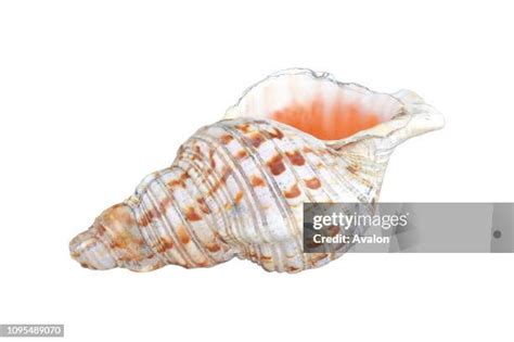 Image result for Shell Anklets