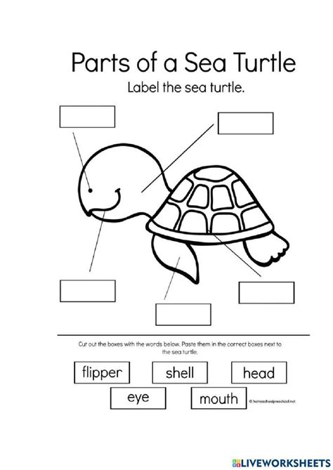 Rezultat imagine pentru Turtle Interactive Simple Simon