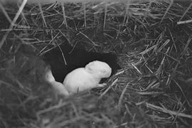 Image result for Raising Wild Baby Rabbits