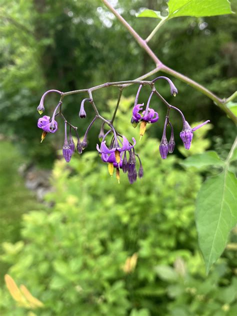 Nightshade Plant Black Nightshade Uses In Witchcraft | Moonfall