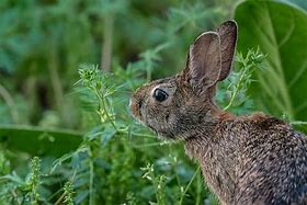 Image result for White Bunny Pictures
