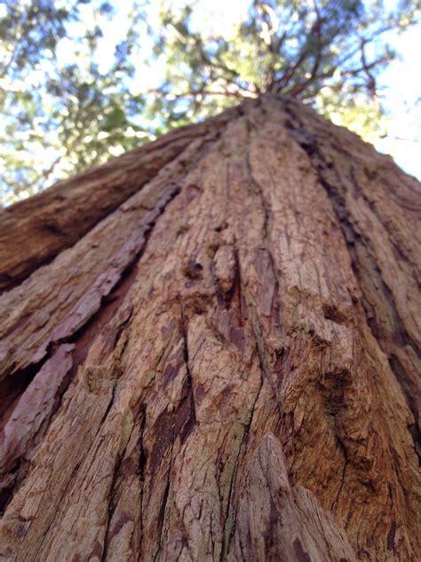 REDWOOD MEADOW CAMPGROUND (Sequoia and Kings Canyon National Park ...