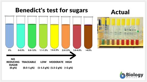 Test For Glucose In Urine With Benedict's at Jonathan Middleton blog