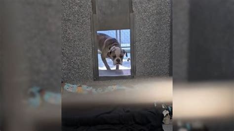 California Shelter Dog Who Was Returned Three Time Cries For A Family ...