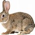 Image result for Transparent White Bunny Rabbit