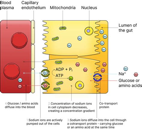 Glucose Co Transport