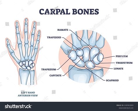Right Hand Carpal Bones