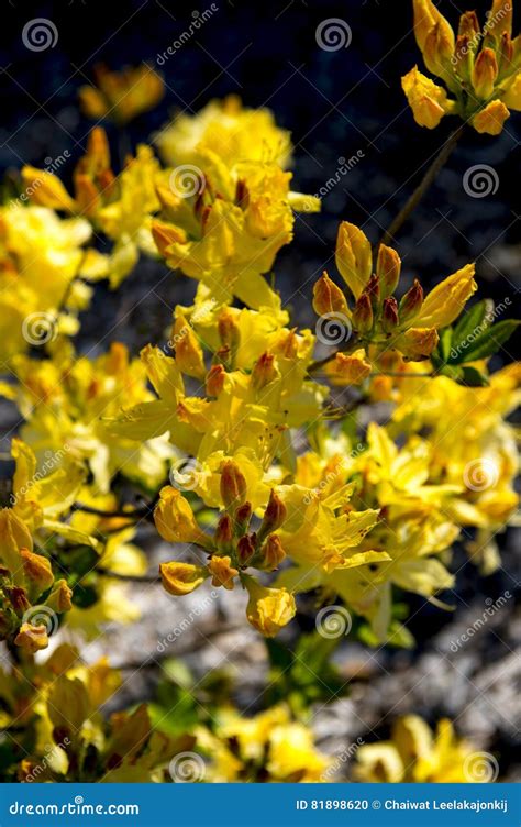 Flowers of Spring season stock photo. Image of blue, garden - 81898620