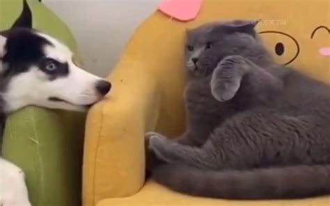 搞笑了！猫咪的日常奇葩行为 喵星人沙雕操作集锦 爆笑宠物动物（2）-萌宠视频-搜狐视频