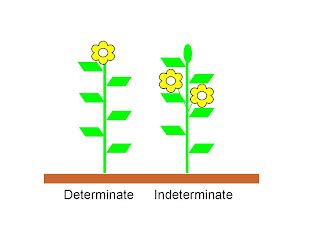 Determinate in Python 的图像结果