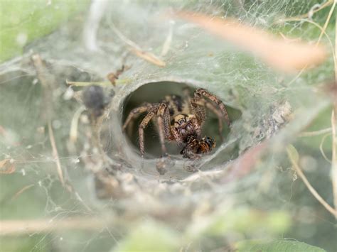 Funnel weaver | Spider, Description, Web, Nocturnal, & Facts | Britannica