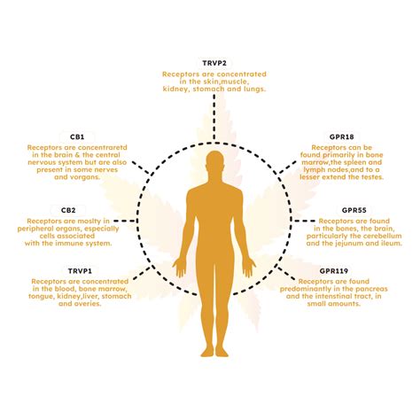 Hebe Wellness: Buy CBD Oil India | Licensed Under Ministry of Ayush