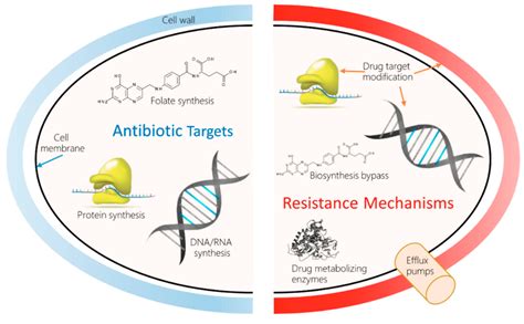 Antibiotic Resistance Cycle at Jose Caceres blog