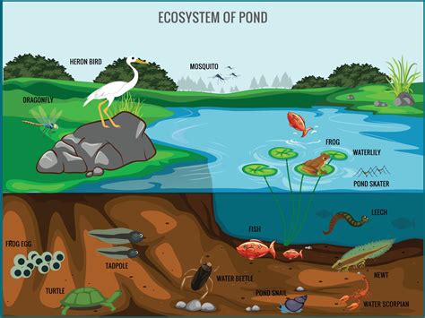 Ecosystem of pond vector illustration 18892001 Vector Art at Vecteezy - ecosystem of new zealand