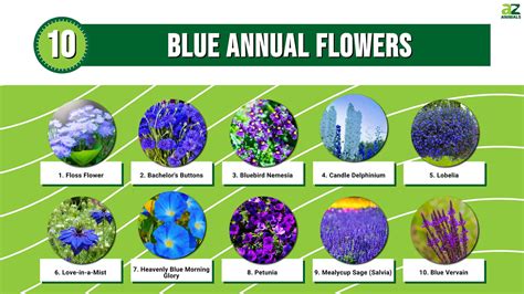 Transform Your Garden with These 10 Gorgeous Blue Annual Flowers - A-Z ...