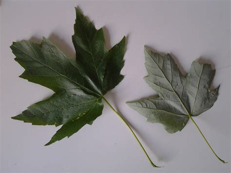 Image result for Maple Tree Identification