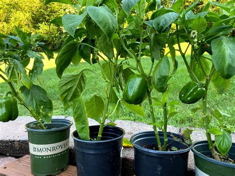 How To Take Care The Growing Bell Peppers In Pots | Plantly
