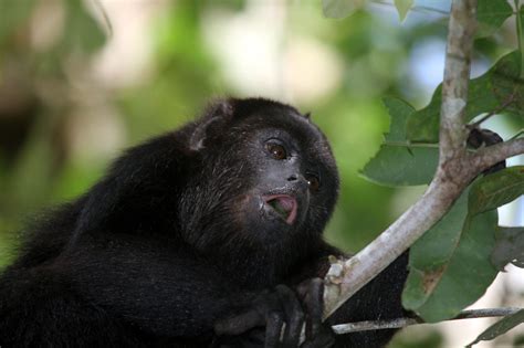 Black Howler Monkey - Zoo Guide