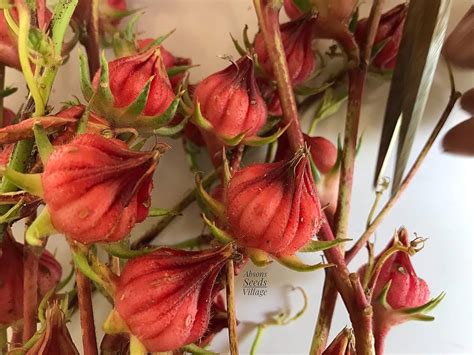 Roselle Hibiscus Seeds for Planting Herbal Tea Garden Borders – Dharaseeds