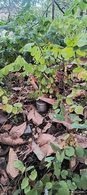 Jharkhand jungles dotted with IEDs