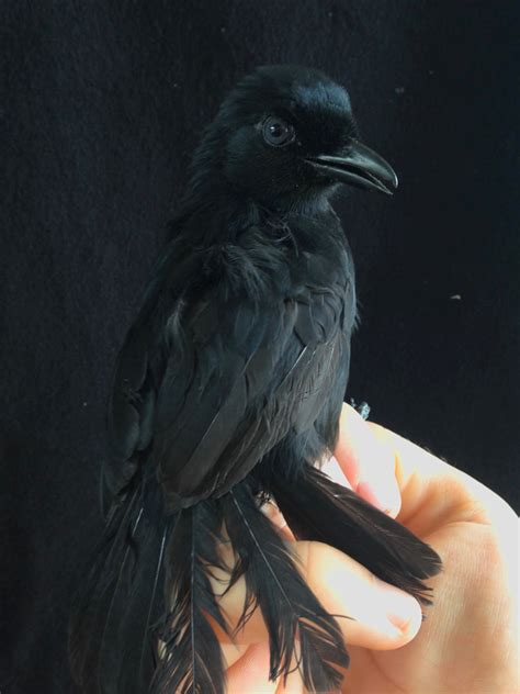 Western Boubou (Bioko) - eBird