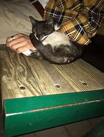 Image result for Cat Hugs Bunny