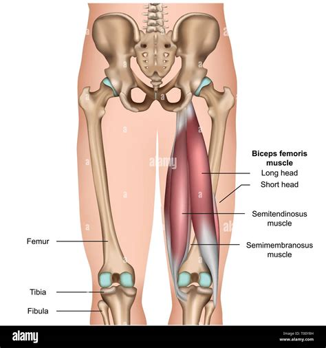 Muscles Of The Quadriceps And Hamstrings