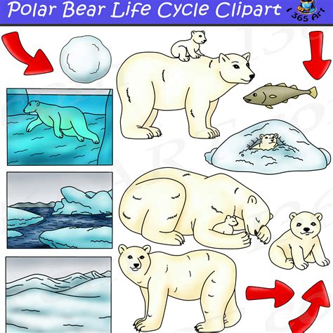 Polar bear life cycle Archives - Clipart 4 School