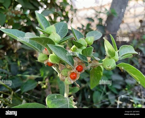 Ashwagandha green plants growing in garden. Withania somnifera Leaves ...