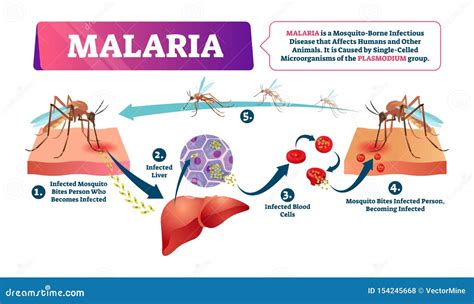 How Dangerous Is Malaria