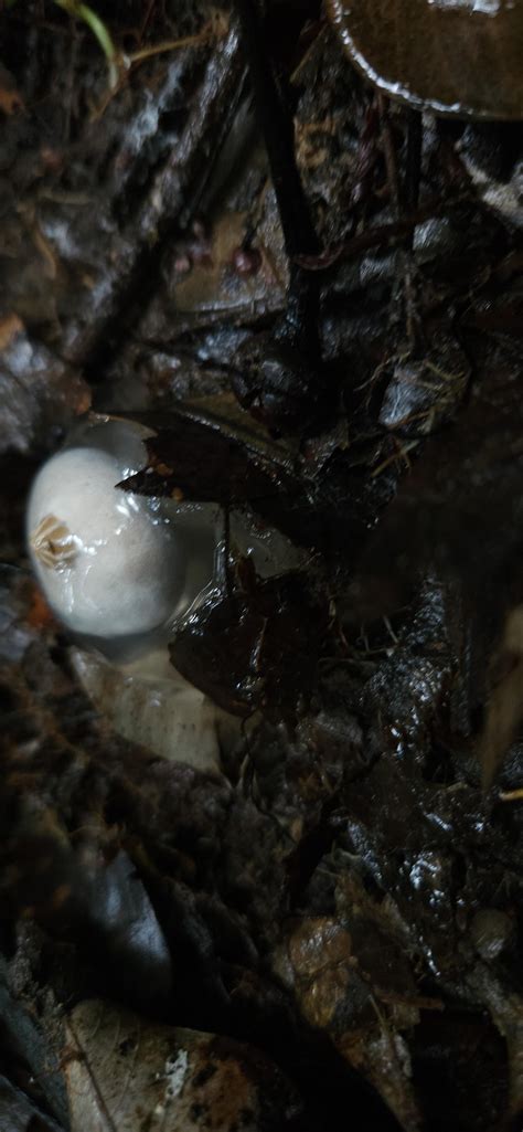 I think I found calistoma insigne while hiking in Malaysia? How does this this reproduce? : r ...