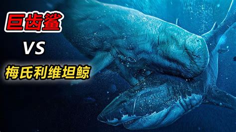 巨齿鲨的四个天敌: 旋齿鲨/帝王鳄/沧龙/龙王鲸(都是狠角色)_奇趣解密网