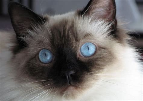 Image result for Ragdoll Engine GUI Script